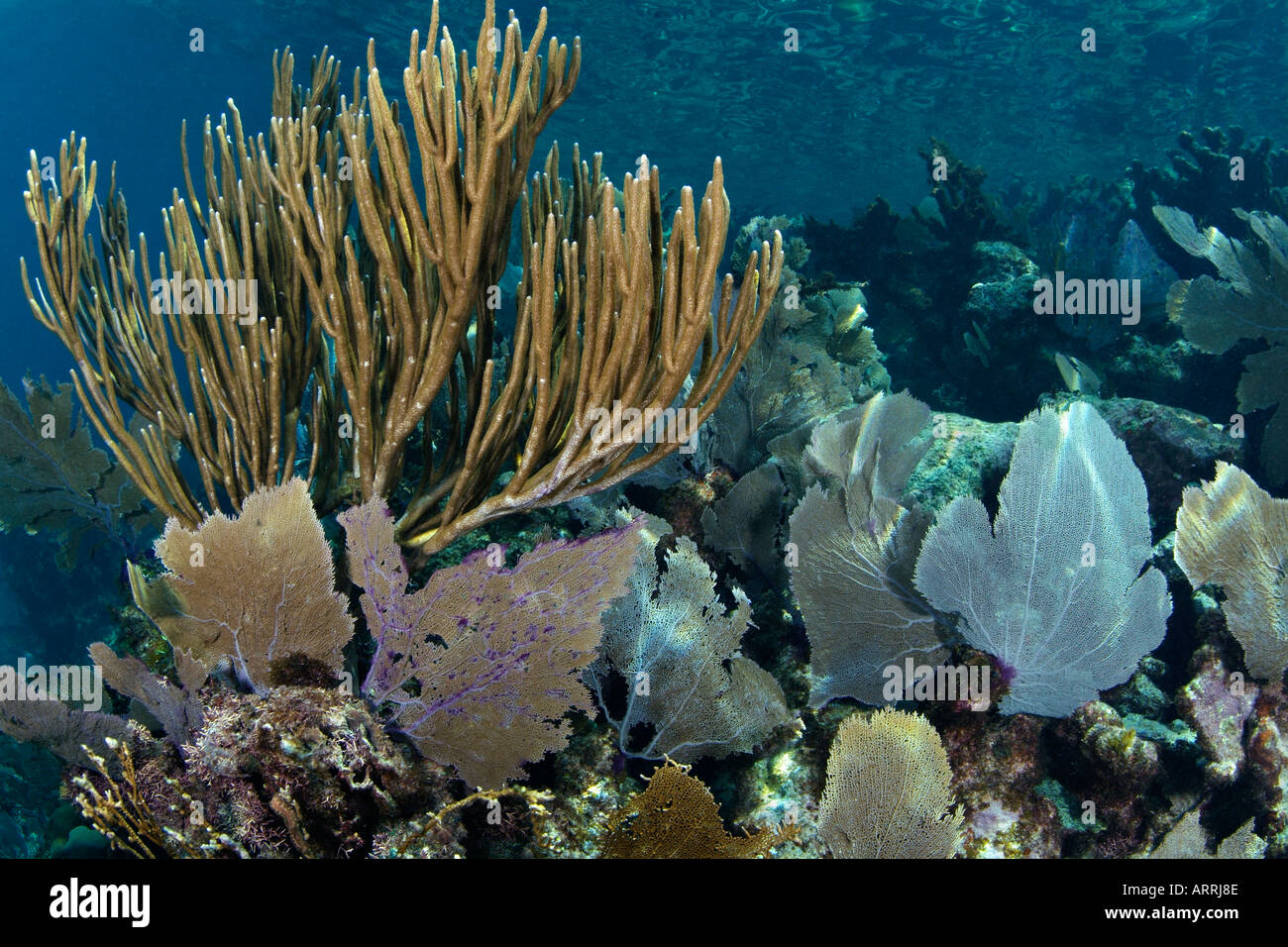 nr1316D. Gorgonien und Meer Stangen an seichten Korallenriff. Belize, Karibik. Foto Copyright Brandon Cole Stockfoto