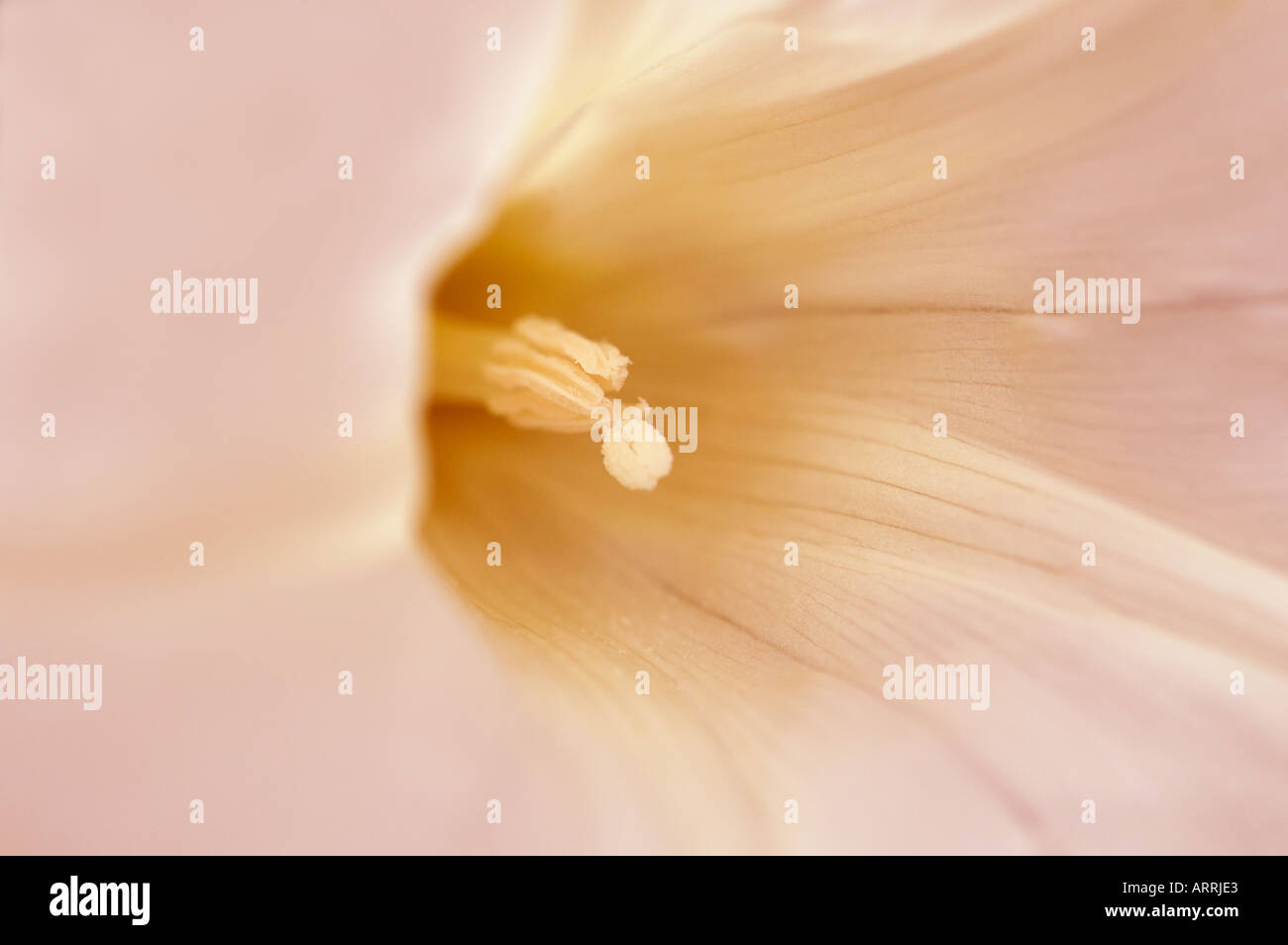 KÜNSTLERISCHE BLÜTE Stockfoto