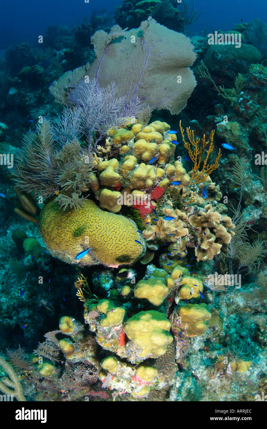 nr1683D. Steinkorallen, Gorgonien und Riffbarsche auf einem flachen Korallenriff. Belize Karibik. Foto Copyright Brandon Cole Stockfoto
