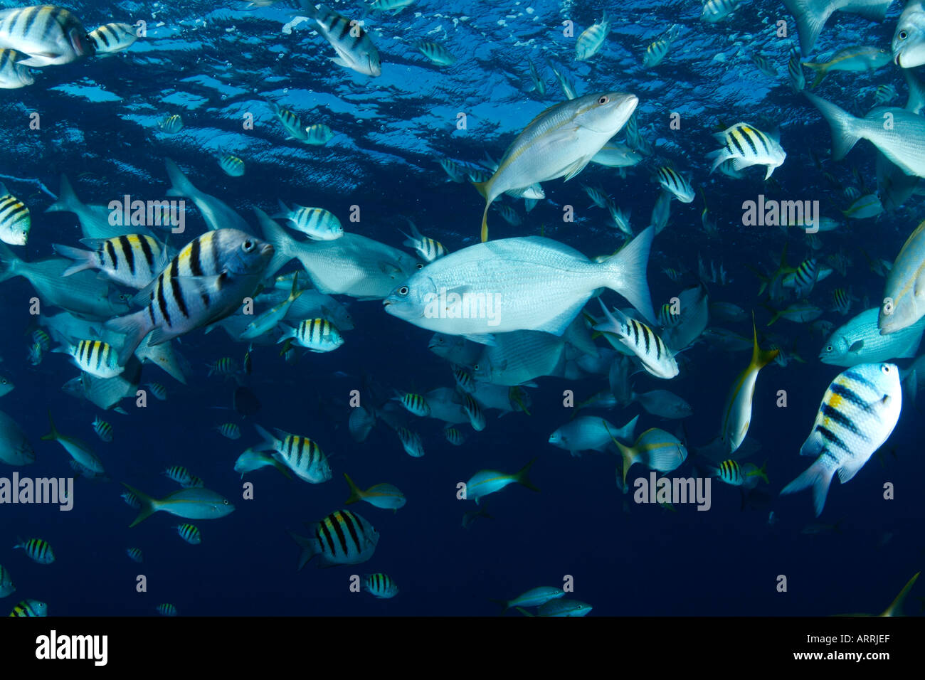 nr1689D. Sergeant Majors, Döbel und Schnapper Schulbildung. Belize Karibik. Foto Copyright Brandon Cole Stockfoto