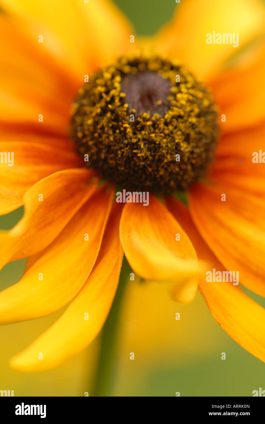 Rudbekia Blumenkopf aus Nahaufnahme Stockfoto