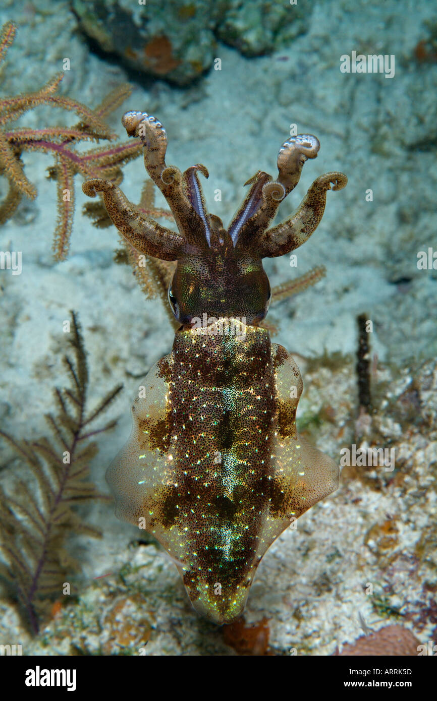 nr0389D. Caribbean Reef Tintenfisch, Sepioteuthis Sepiodea, versteckt durch die Nachahmung in der Nähe Weichkorallen. Belize. Foto Copyright Brandon Cole Stockfoto