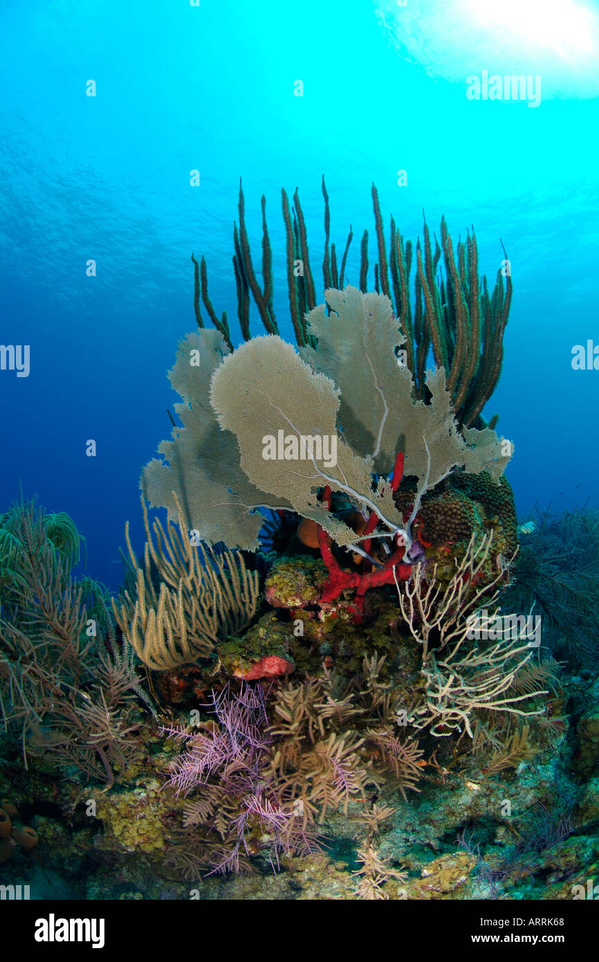 nr0427D. Weichkorallen, Gorgonien, Schwämme. usw. auf eine gesunde Korallen Riff. Belize, Karibik. Copyright Brandon Cole Stockfoto