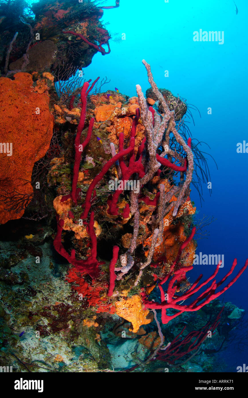 nr0460D. reiche Schwamm Wachstum, verschiedene Arten, am Korallenriff. Belize, Karibik. Foto Copyright Brandon Cole Stockfoto