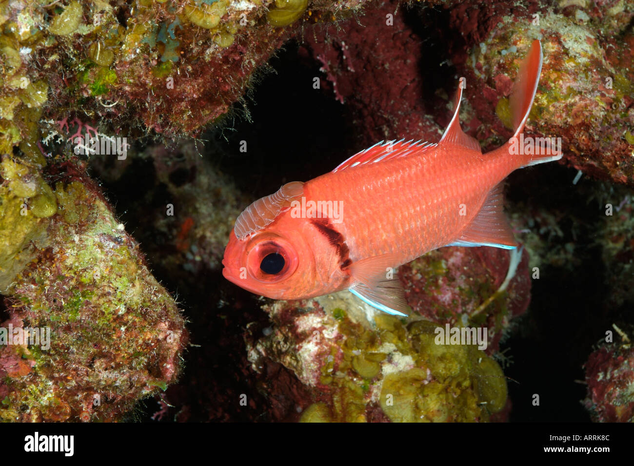 nr0608D. Soldatenfische Assel, Anilocra Laticaudata, auf Blackbar Soldierfish, Myripristis Jacobus. Belize. Copyright Brandon Cole Stockfoto