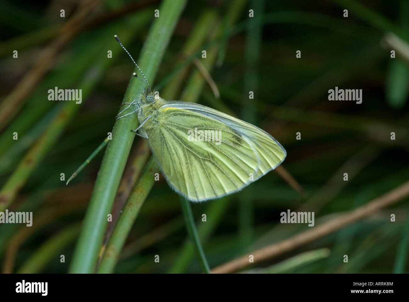 Grün-veined weiß Schmetterling (Pieris Napi) auf Reed, Flügel geschlossen Stockfoto