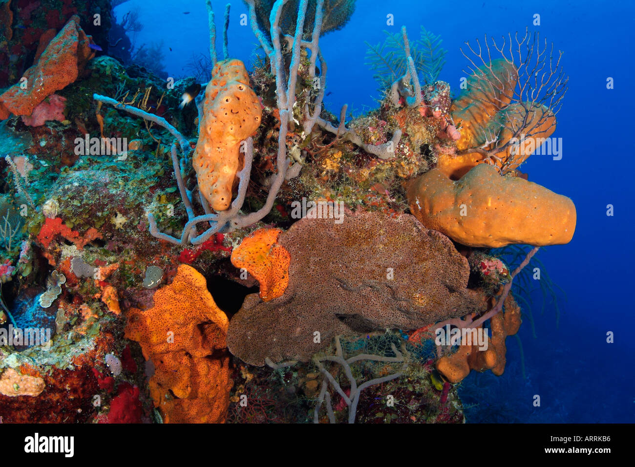 nr0845D. reiche Schwamm Wachstum, verschiedene Arten an der Riffkante bei 60 Fuß tief. Belize Karibik. Copyright Brandon Cole Stockfoto