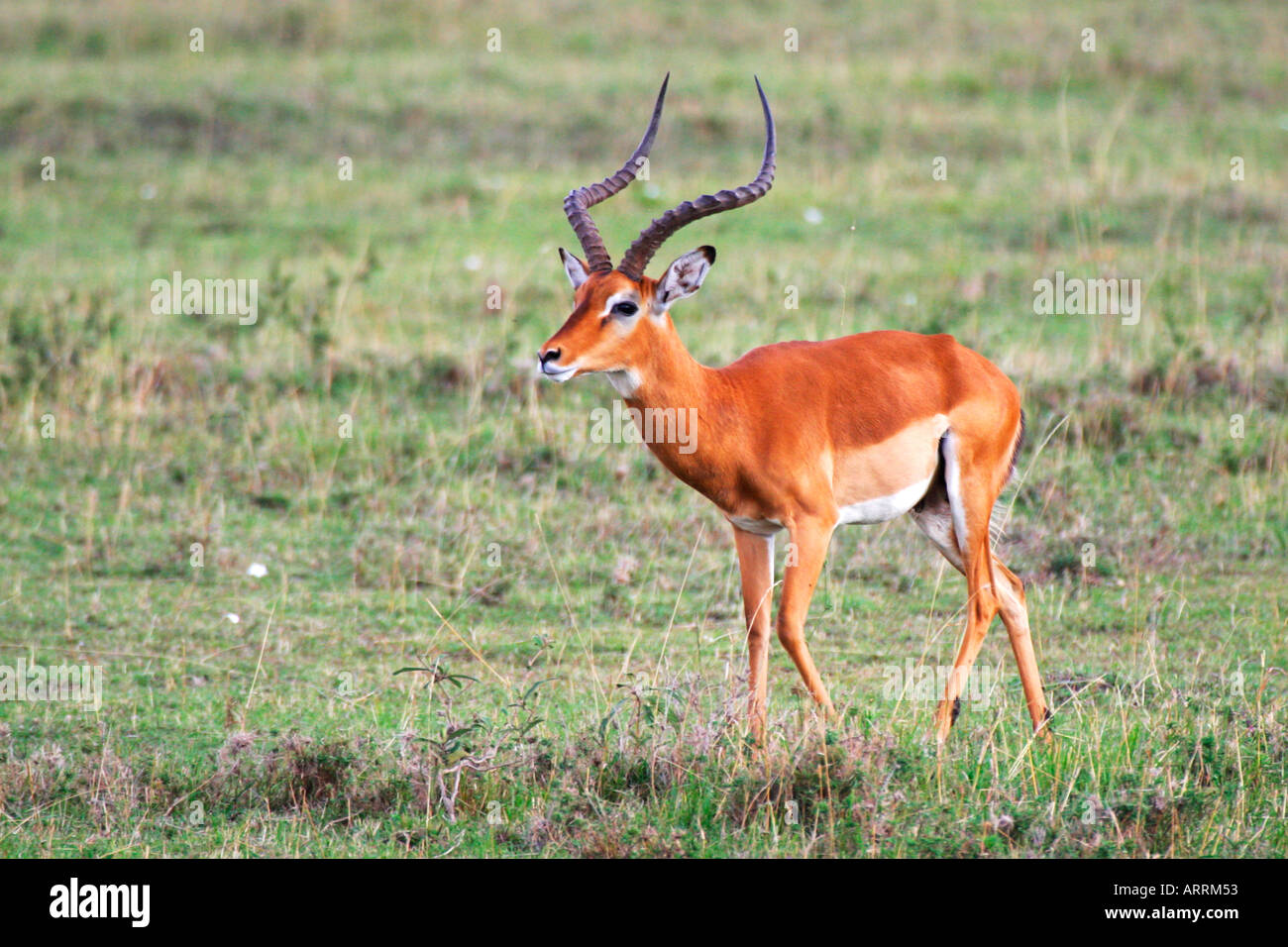 Männlichen Impala afrikanischen Antilope Impala Aepyceros Melampus mit Hörnern in Savanne auf Safari in Masai Mara Kenia in Ostafrika Stockfoto