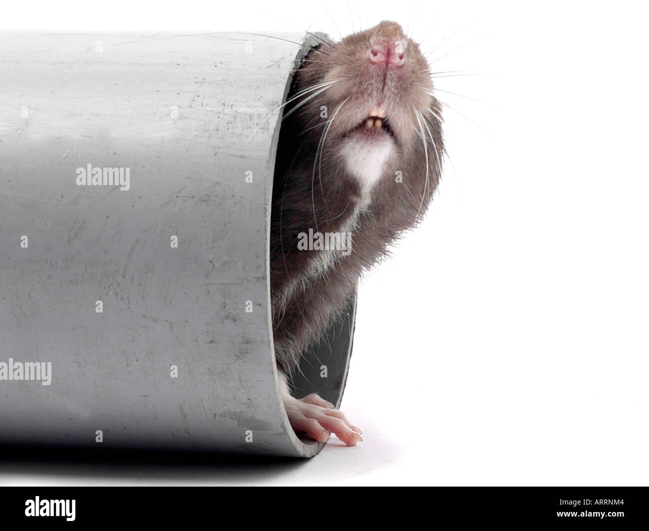 Eine Ratte peering aus einem Abflussrohr sind Sie in oder out Stockfotografie Alamy