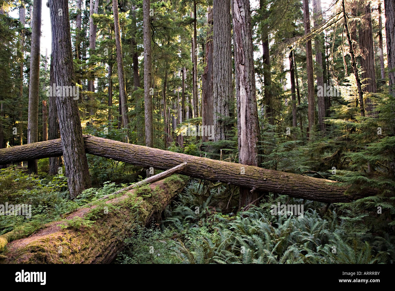 Umgestürzte Bäume im Cathedral Grove Vancouver Island Kanada Stockfoto