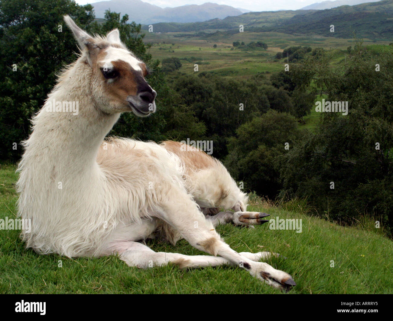 Ein Lama entspannend auf einem Hügel. Stockfoto