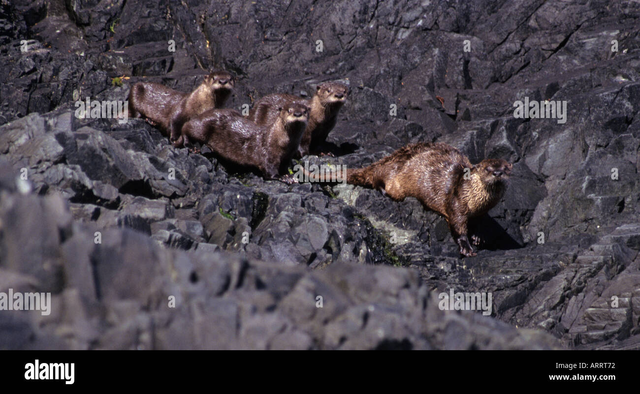 Nordamerikanischer Flussotter (Lutra canadensis), Weibchen mit Jungen Johnstone Strait, BC, Kanada Stockfoto