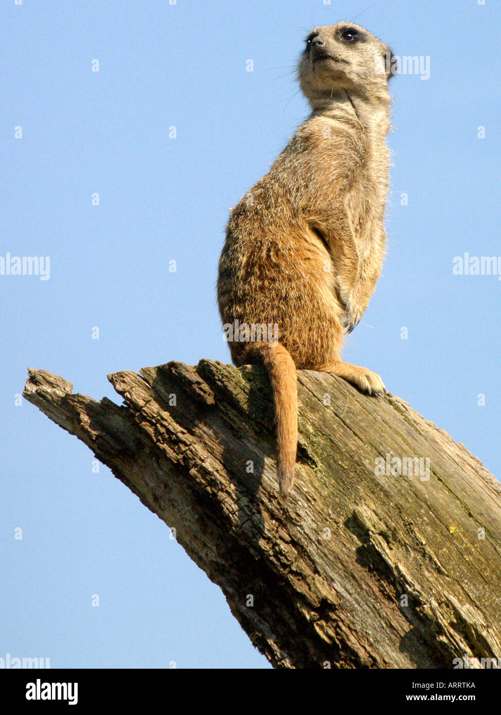 Ein Meercat sitzt auf einem Baum Ausschau. Stockfoto