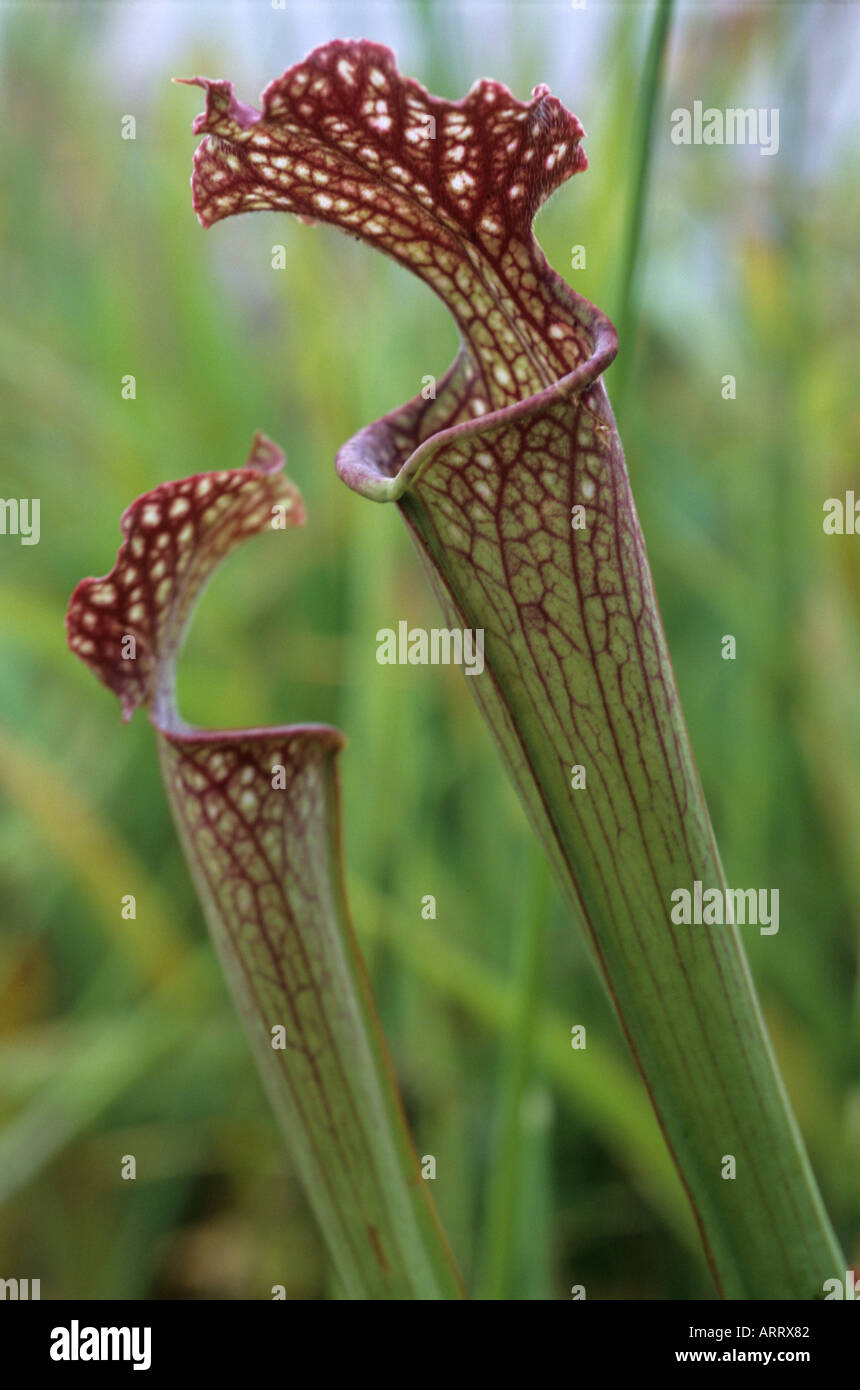 Mit Kapuze Schlauchpflanze Sarracenia Willisii fleischfressende Pflanze Stockfoto