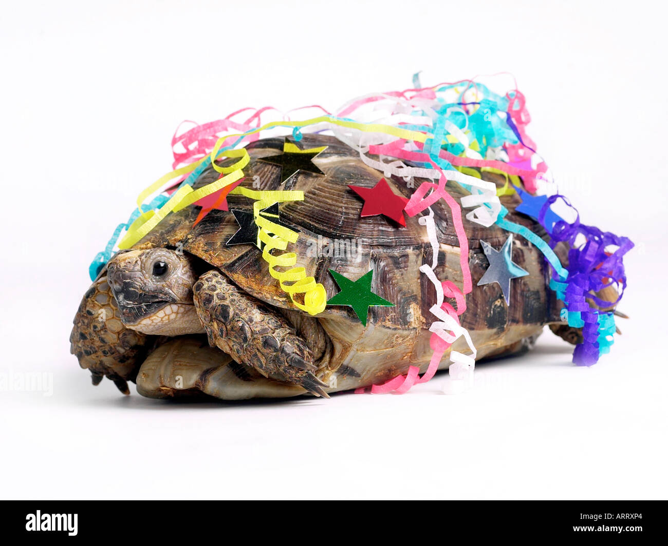 Schildkröte in Streamer - ein Partylöwe abgedeckt. Stockfoto
