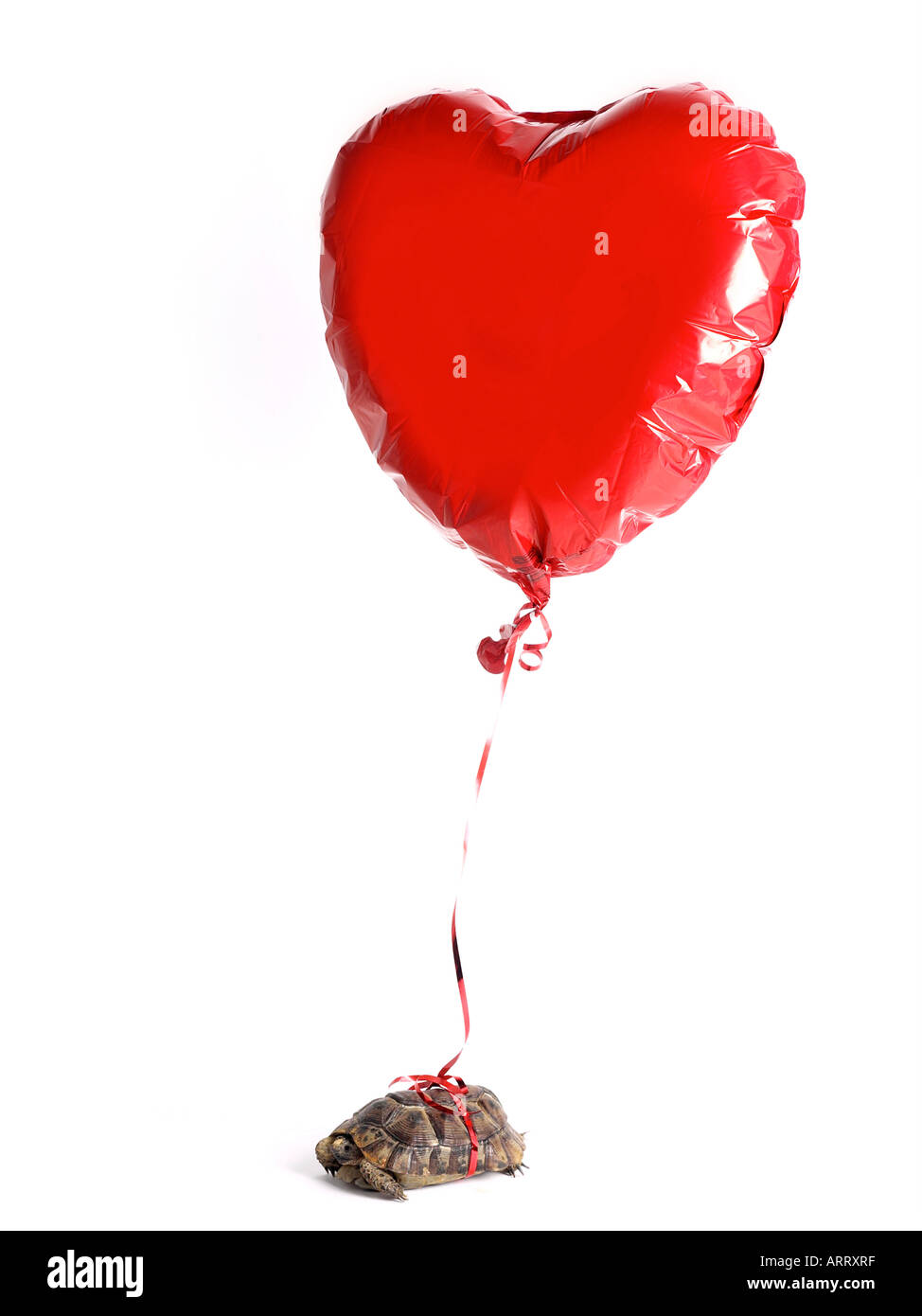 Schildkröte mit einem Herz geformt Ballon an der Schale befestigt. Stockfoto