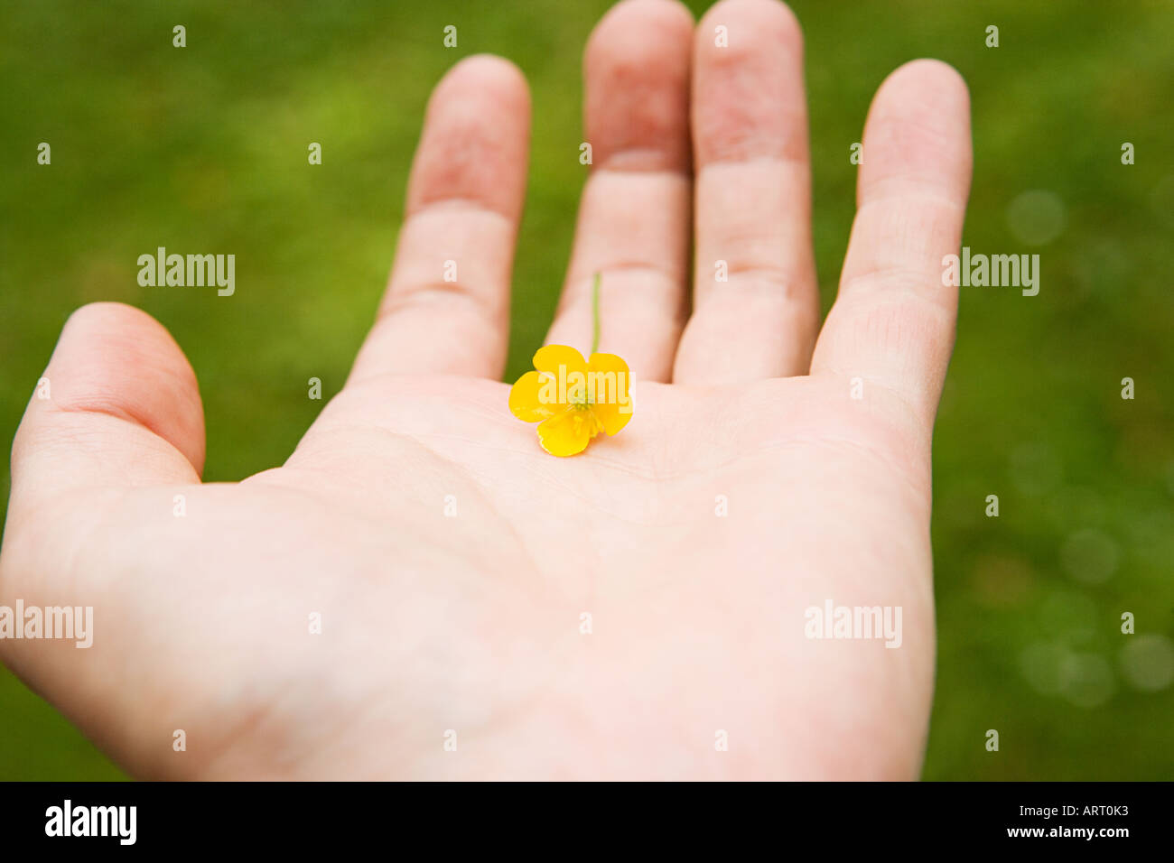 Person, die eine Butterblume Stockfoto