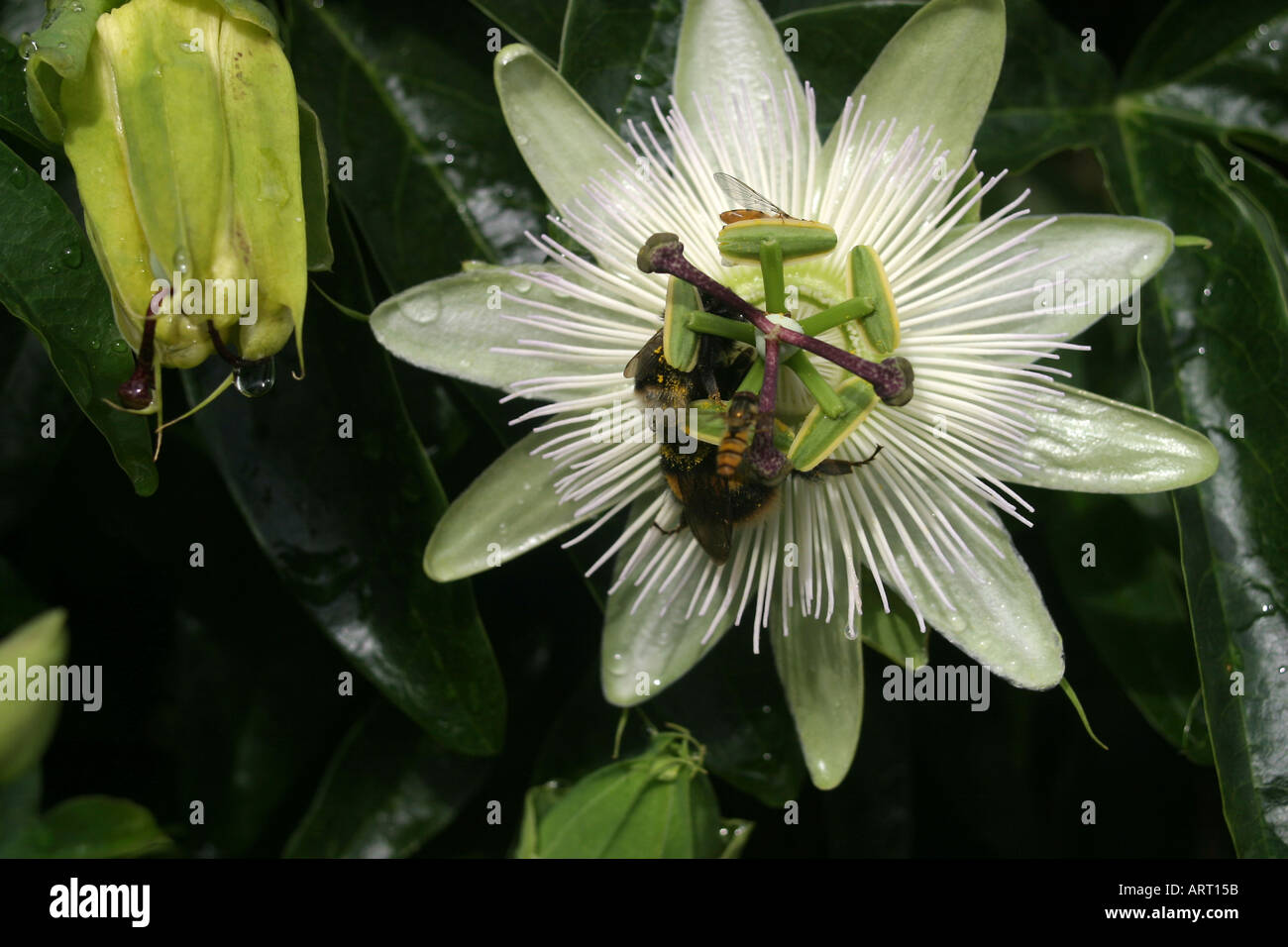 Passiflora Caerulea, blaue Passionsblume, Passionsblume, gemeinsame Passionsblume. schnell wachsende immergrüne oder halb immergrün, stammten Woody Ranke Kletterer. Weiße Blüten mit lila gebänderten Kronen Stockfoto