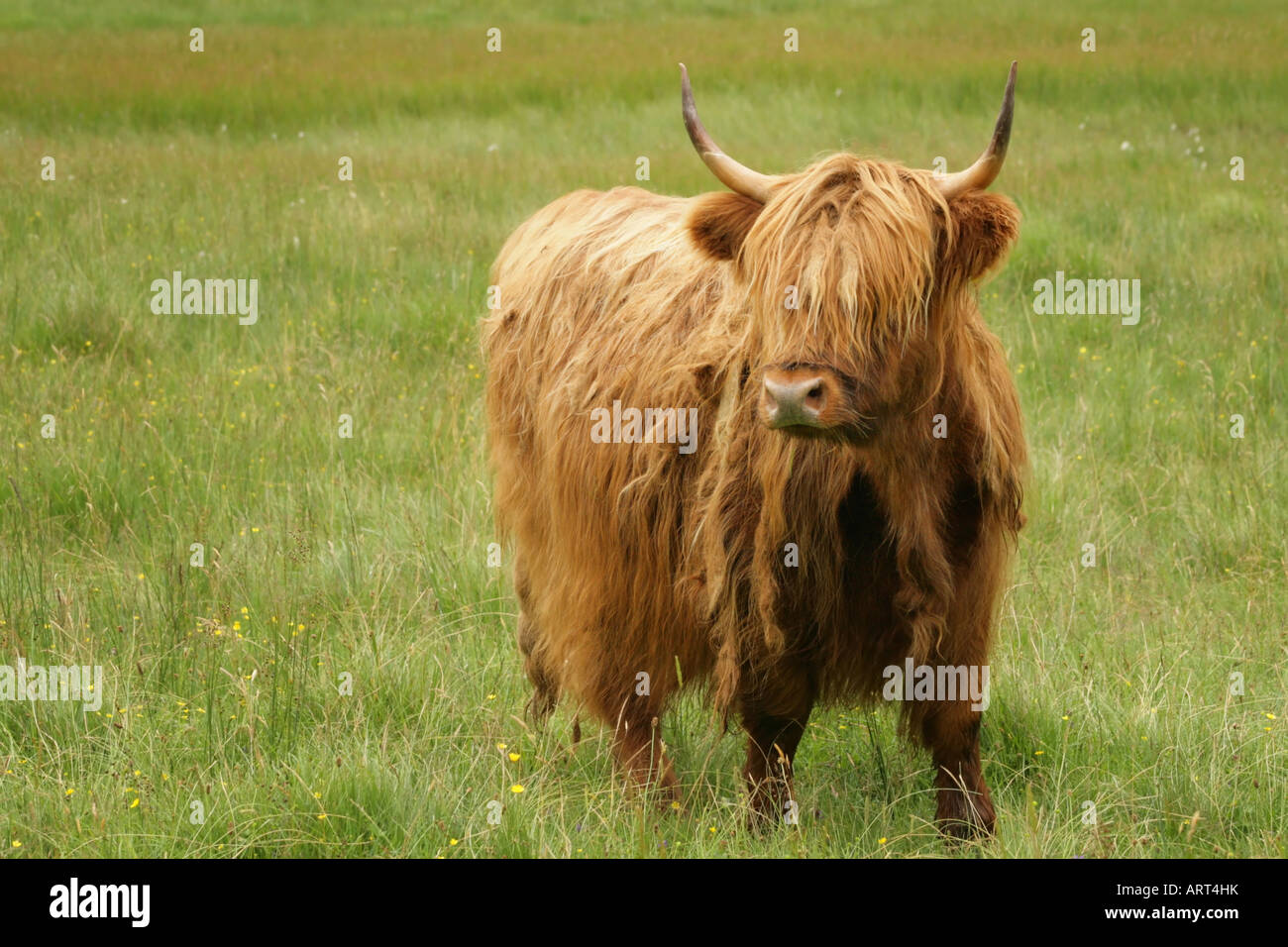 Schottische Kuh Stockfoto