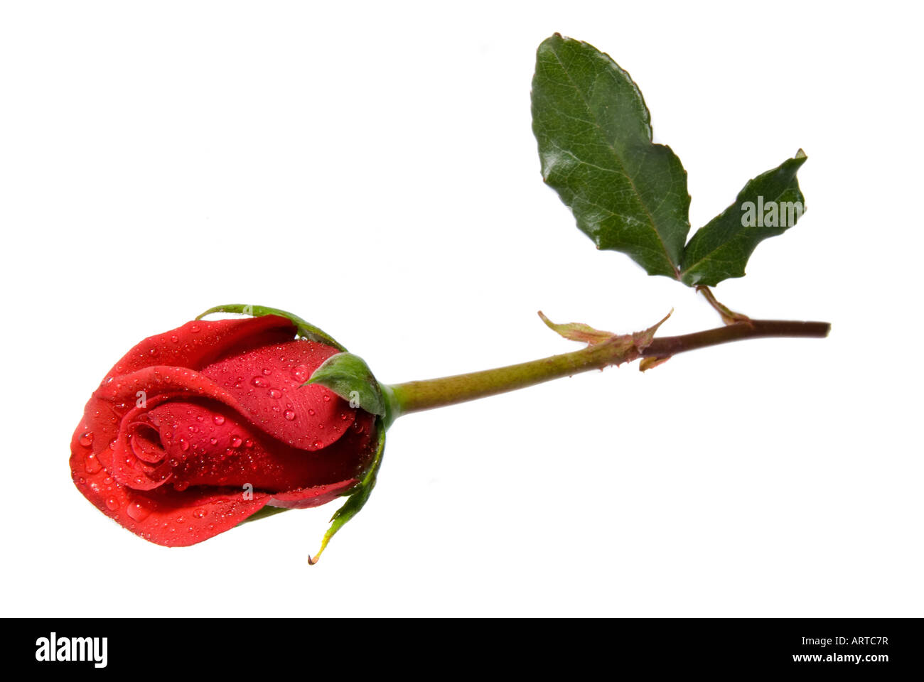 Eine isolierte beschlagene rote rose auf weißem Hintergrund Stockfoto