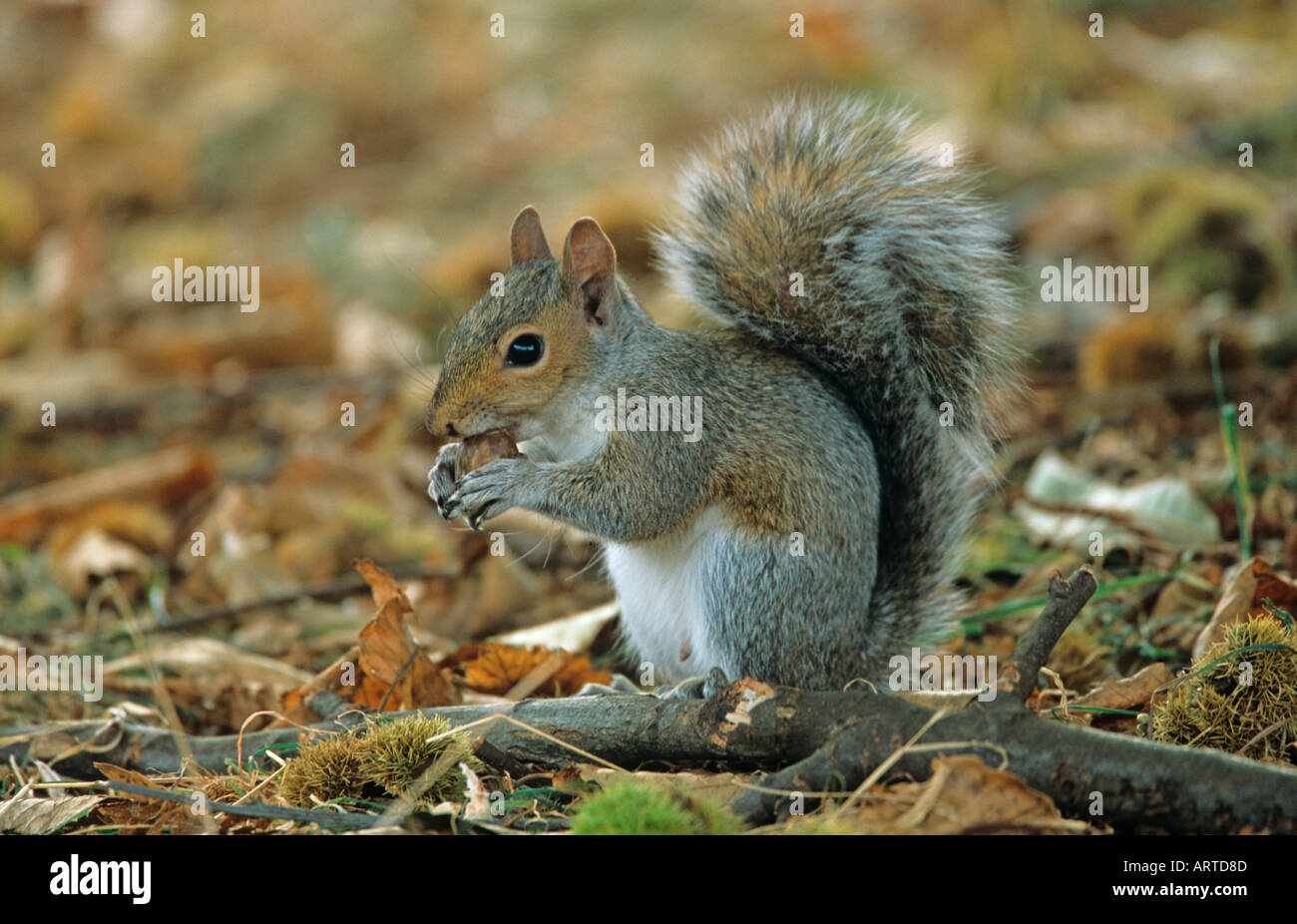 Graue Eichhörnchen Sciurus carolinenis Stockfoto