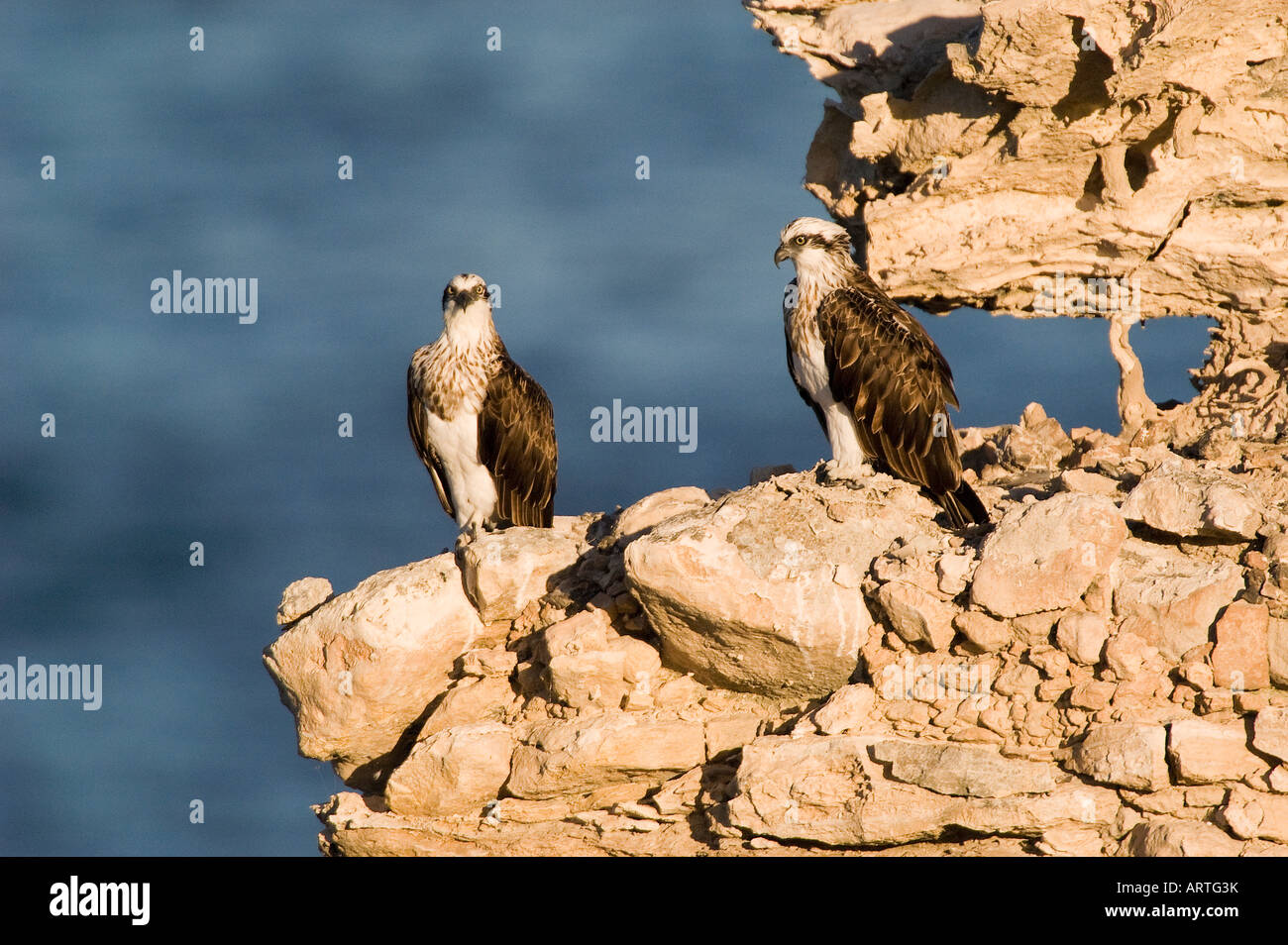 ein paar der Fischadler nisten auf einer Klippe Pandion Haliaetus Erwachsenen paar am Nest oder Horst Fütterung Küken Stockfoto