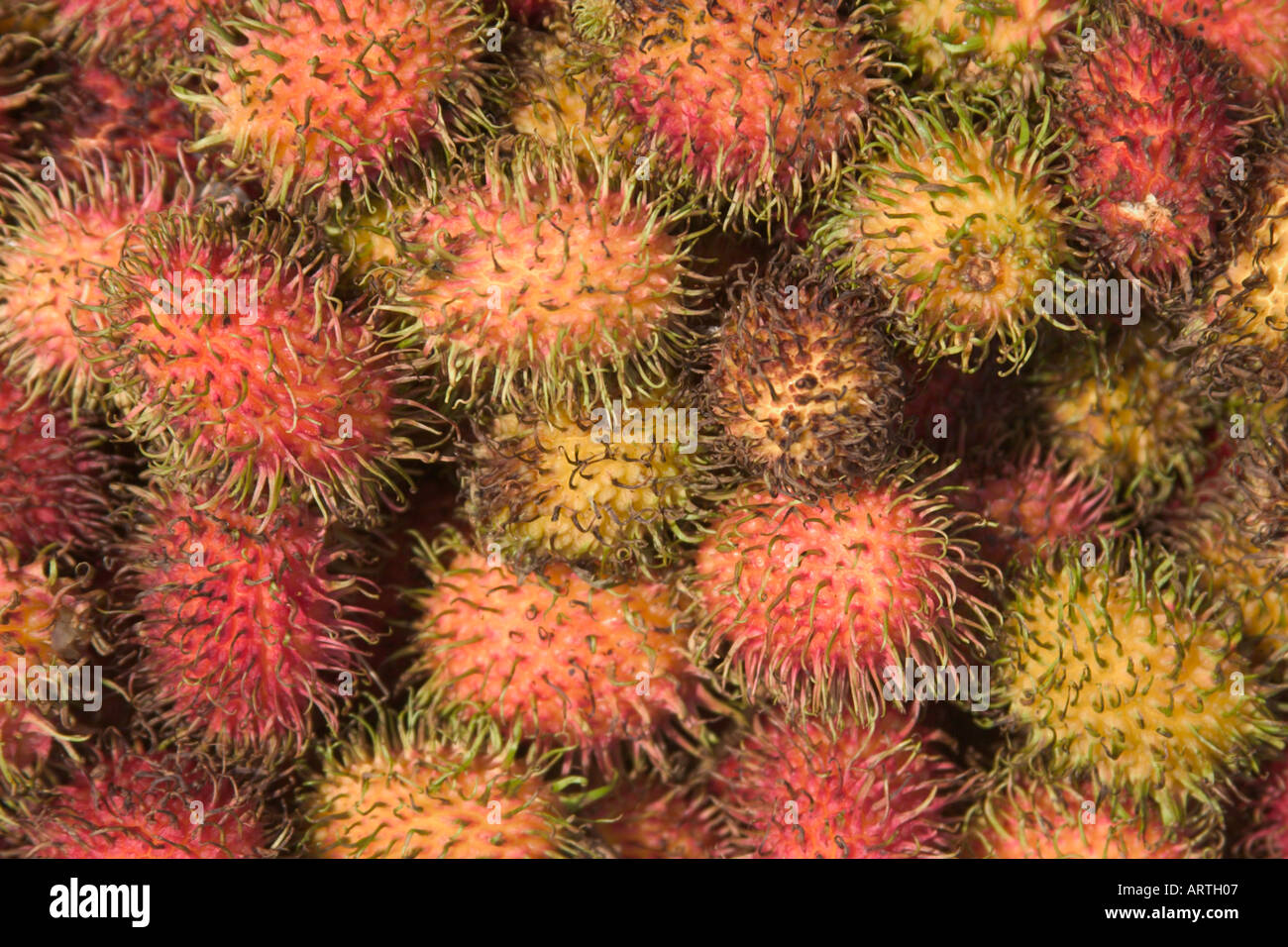 Rambutan Früchte Nephelium lappaceum Stockfoto
