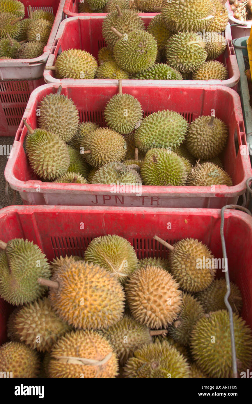 Durian dornige Frucht ursprünglich aus Südost-Asien Stockfoto