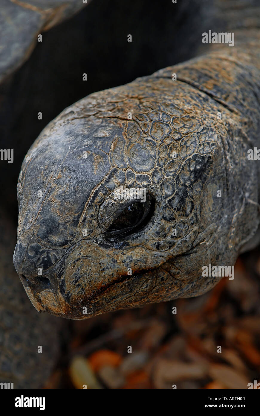 Riesenschildkröte Stockfoto