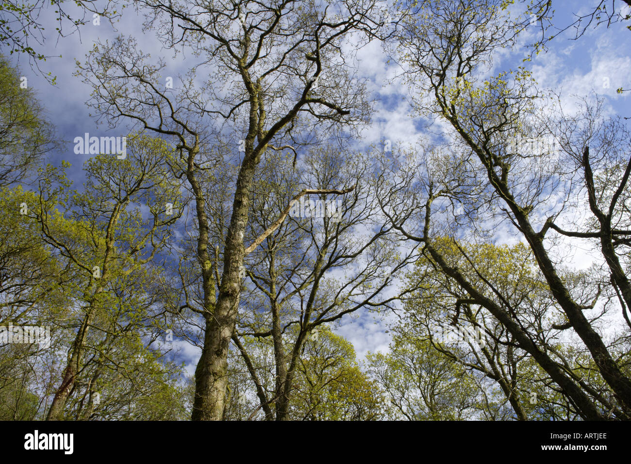 Bäume-Tops und Himmel Stockfoto