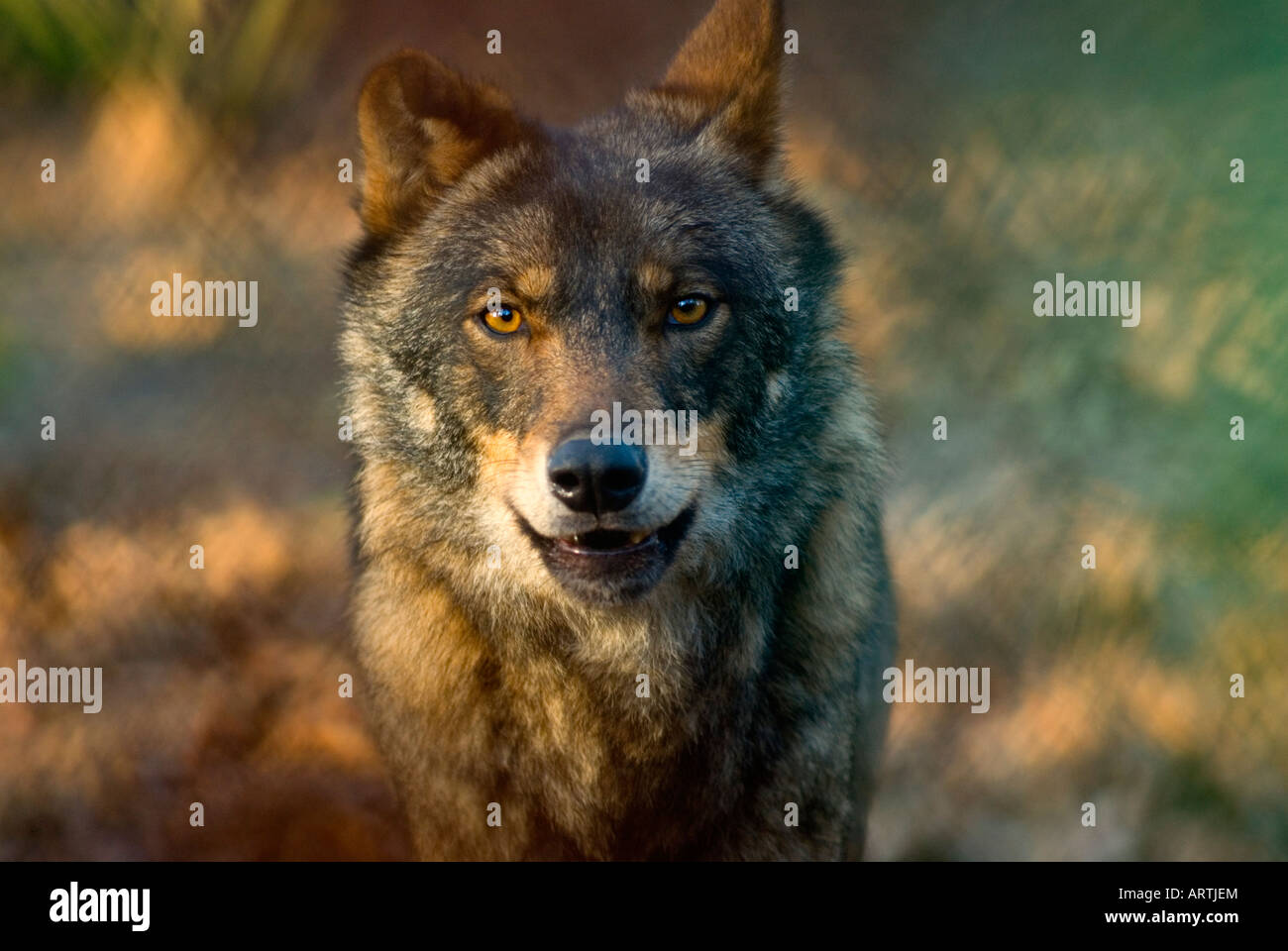 Iberischer WOLF Canis Lupus signatus Stockfoto