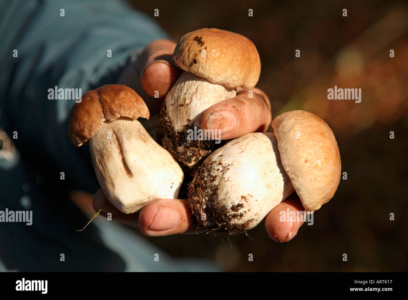 Boletus Edulis Cep Steinpilze Penny bun Stockfoto