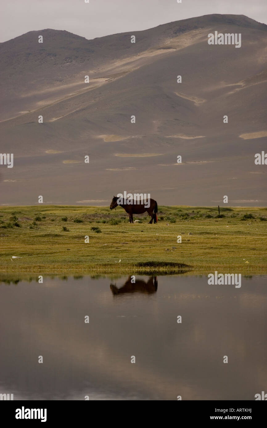 Einzelne Pferd spiegelt sich in kleinen Teich Westtibet. Stockfoto