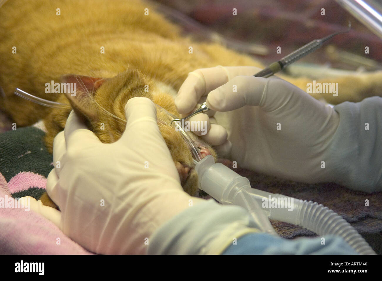 Tierarzt Extraktion Katzenauge Zahnes DVM Stockfoto