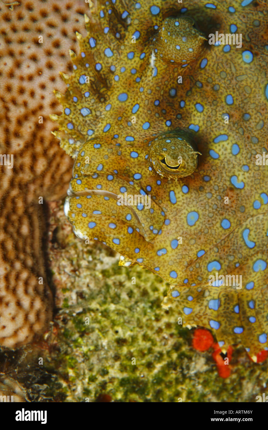 Pfau Flunder Bothus lunatus Stockfoto