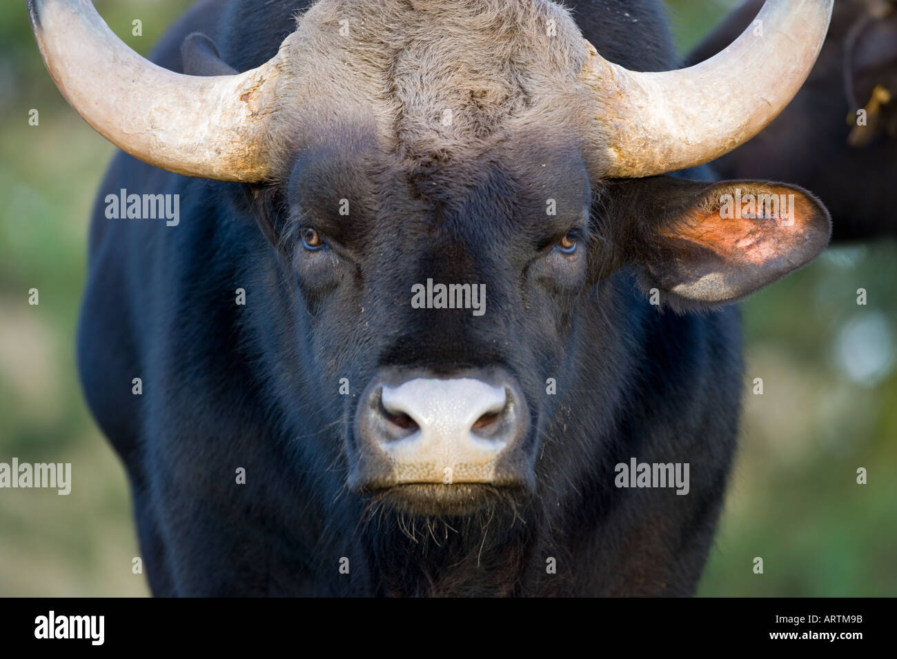 Gaur Bull Bos Gaurus Kopf Porträt Stockfoto