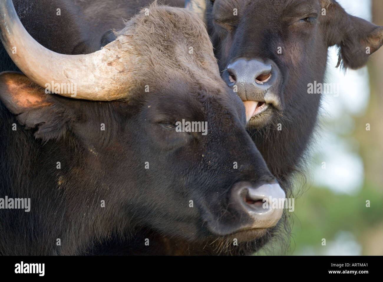 Indian Bison oder Gaur Bos gaurus männlich und weiblich Stockfoto