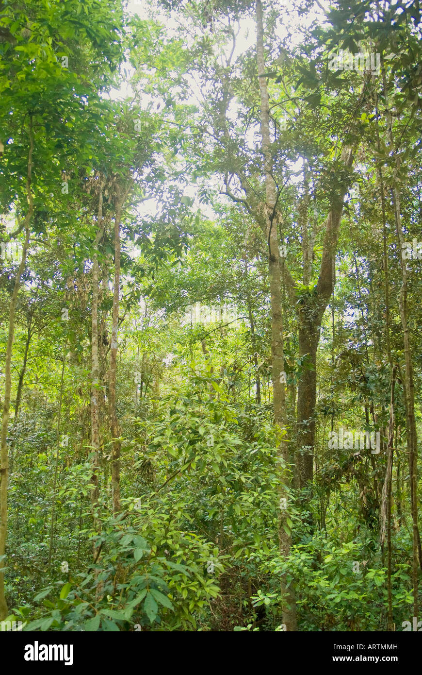 MABI Wald, Curtain Fig Nationalpark, Queensland, Australien Stockfoto