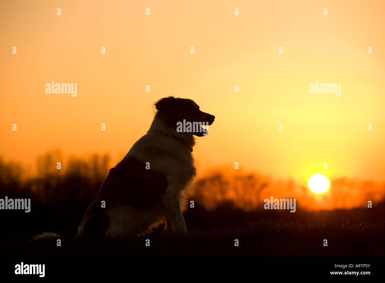 Border-Collie-silhouette Stockfoto