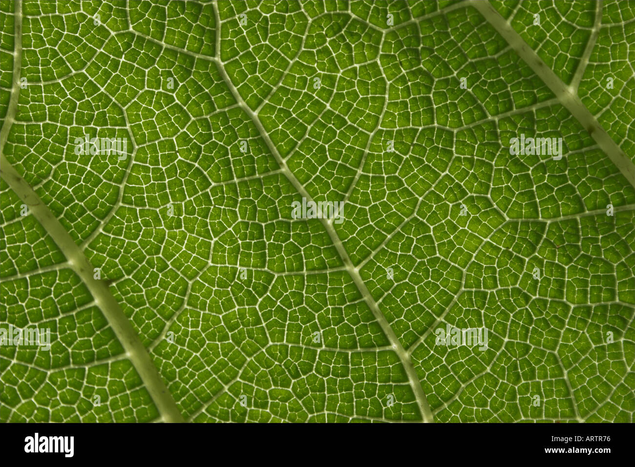 Grünes Blatt Stockfoto