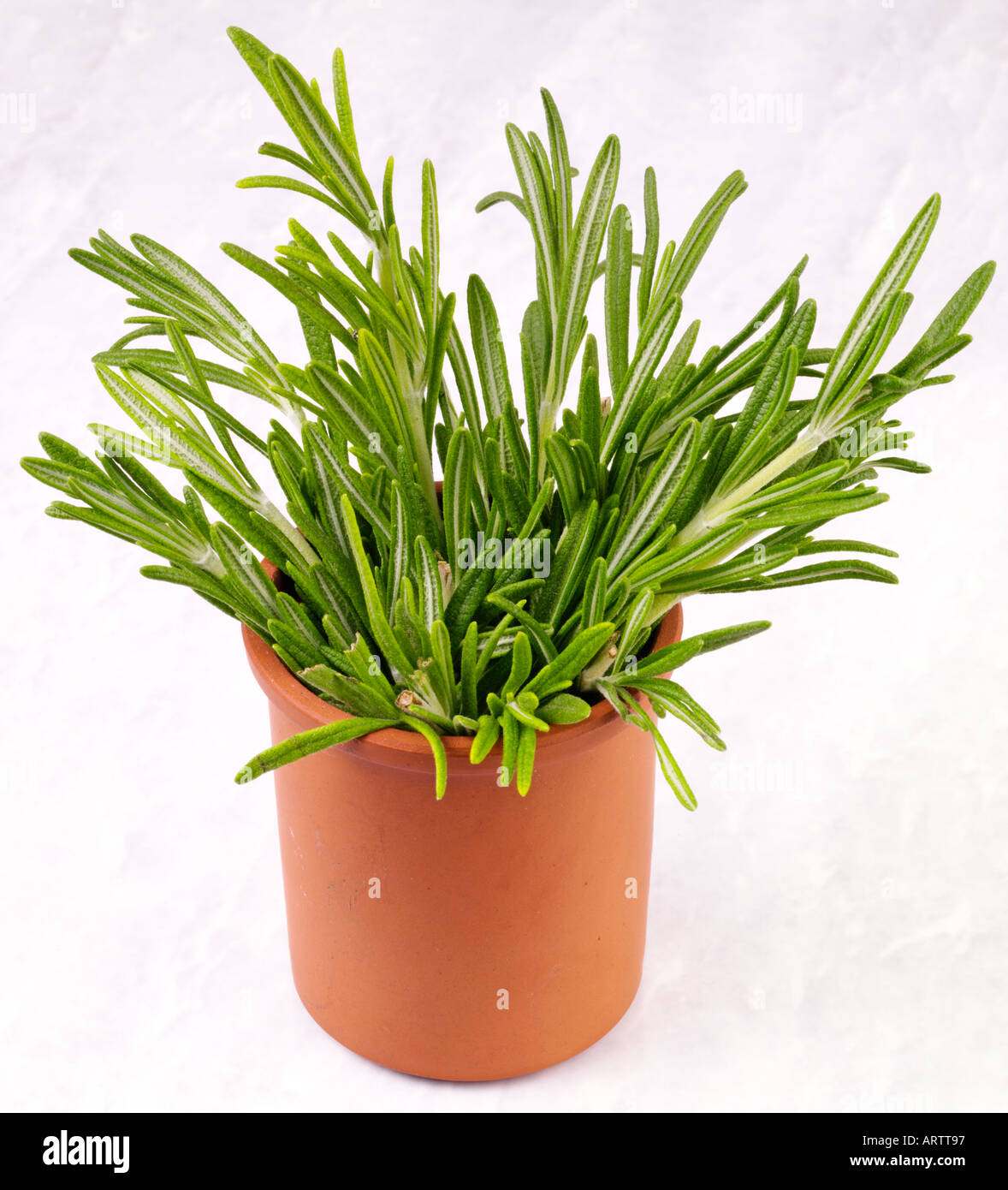 TOPF MIT FRISCHEM ROSMARIN Stockfoto