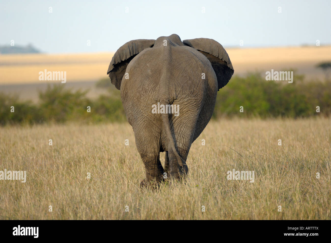 Elefant, Rückseite eines Elefanten im Sonnenuntergang, Masai Mara, Kenia Stockfoto