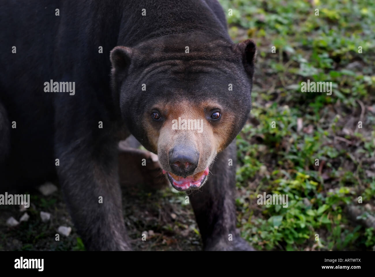 Malaysische Sun Bear Stockfoto