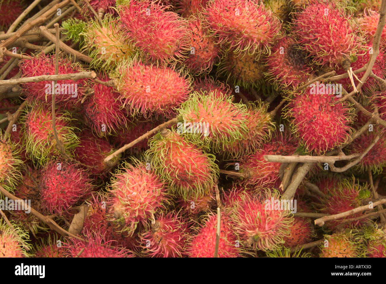 Rambutan Früchte Nephelium lappaceum Stockfoto