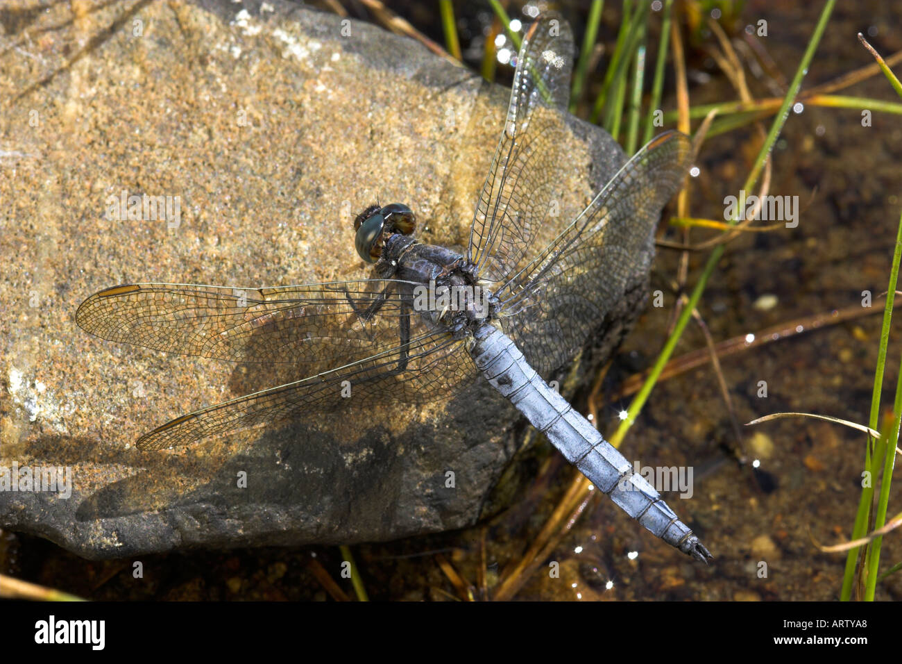 Gekielte Abstreicheisen Libelle Stockfoto