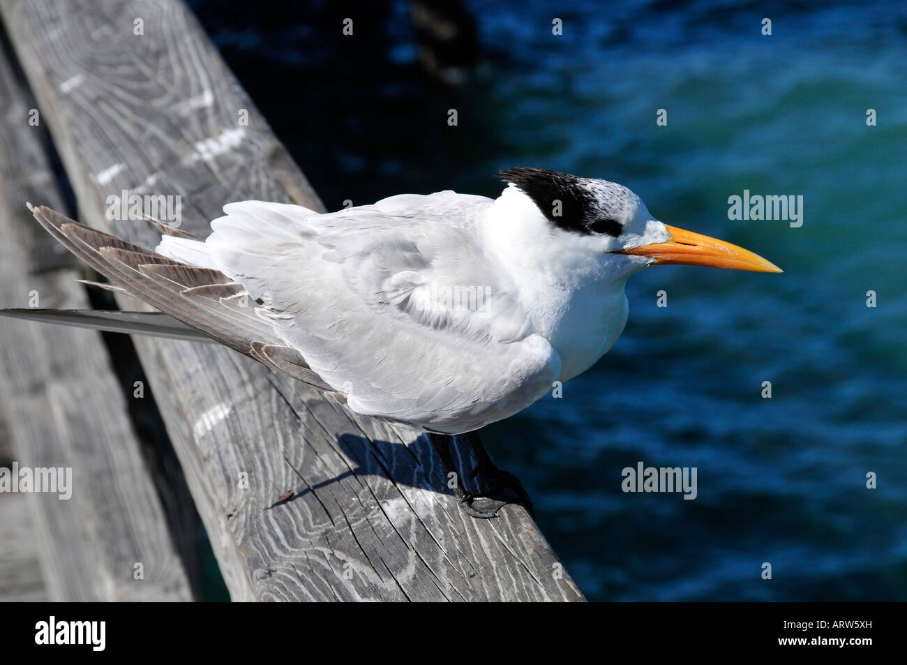 Königliche Tern Sterna Maxima Florida Wasservogel Stockfoto