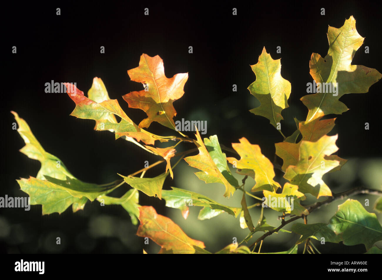 Eichenlaub Stockfoto