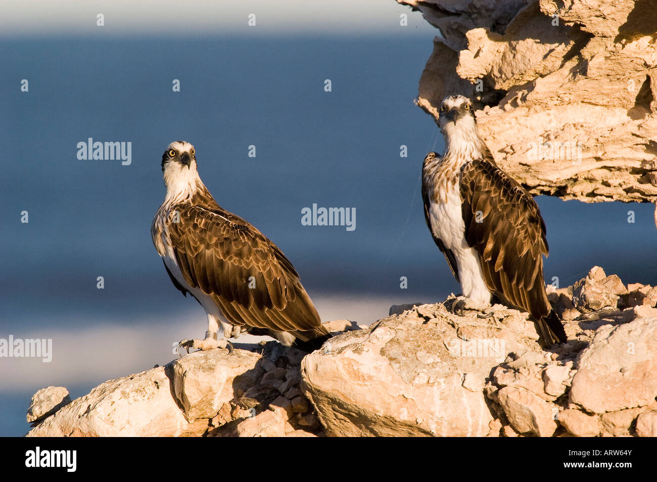 ein paar der Fischadler nisten auf einer Klippe Pandion Haliaetus Erwachsenen paar am Nest oder Horst Fütterung Küken Stockfoto