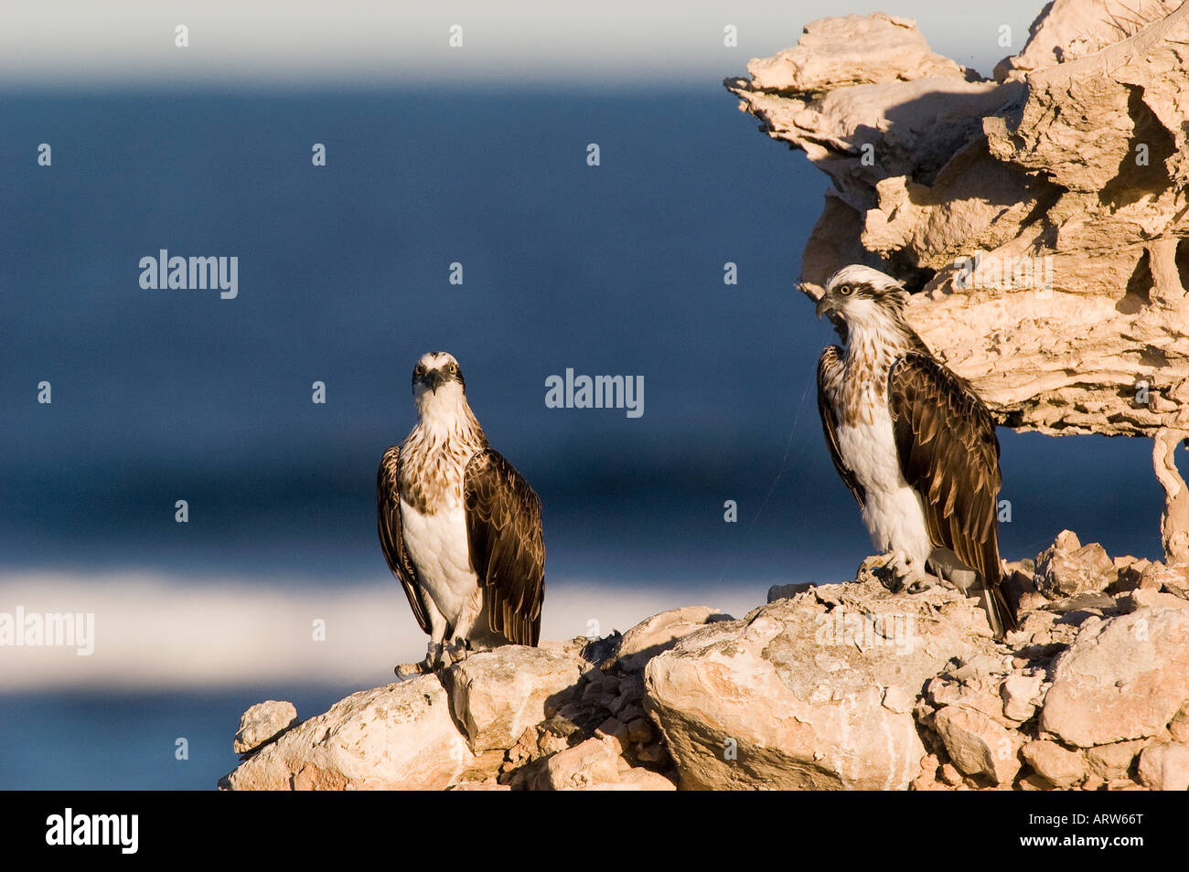 ein paar der Fischadler nisten auf einer Klippe Pandion Haliaetus Erwachsenen paar am Nest oder Horst Fütterung Küken Stockfoto
