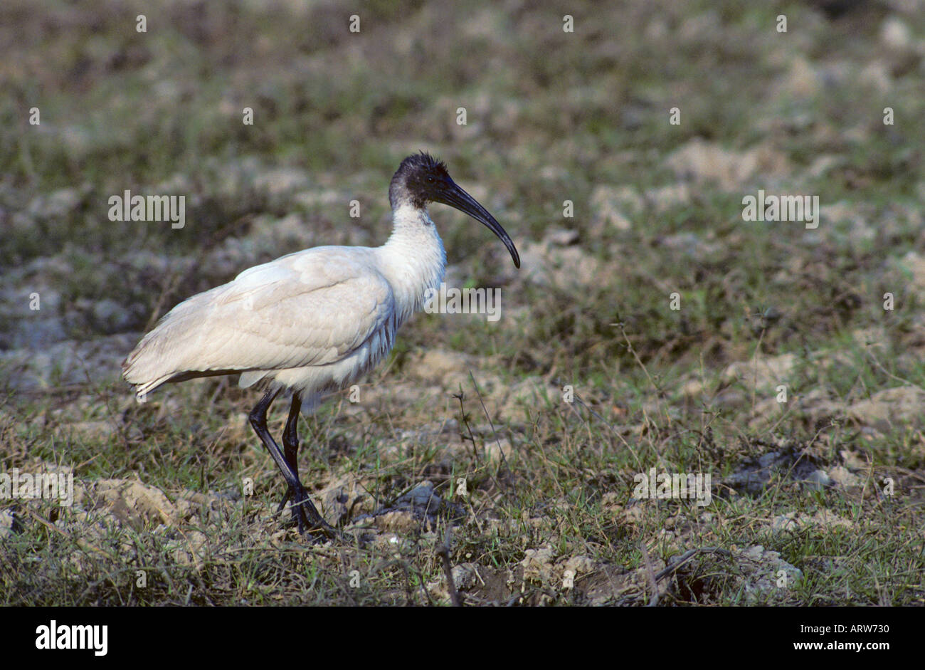 Schwarze Spitze Ibis Threskornis melanocephalus Stockfoto